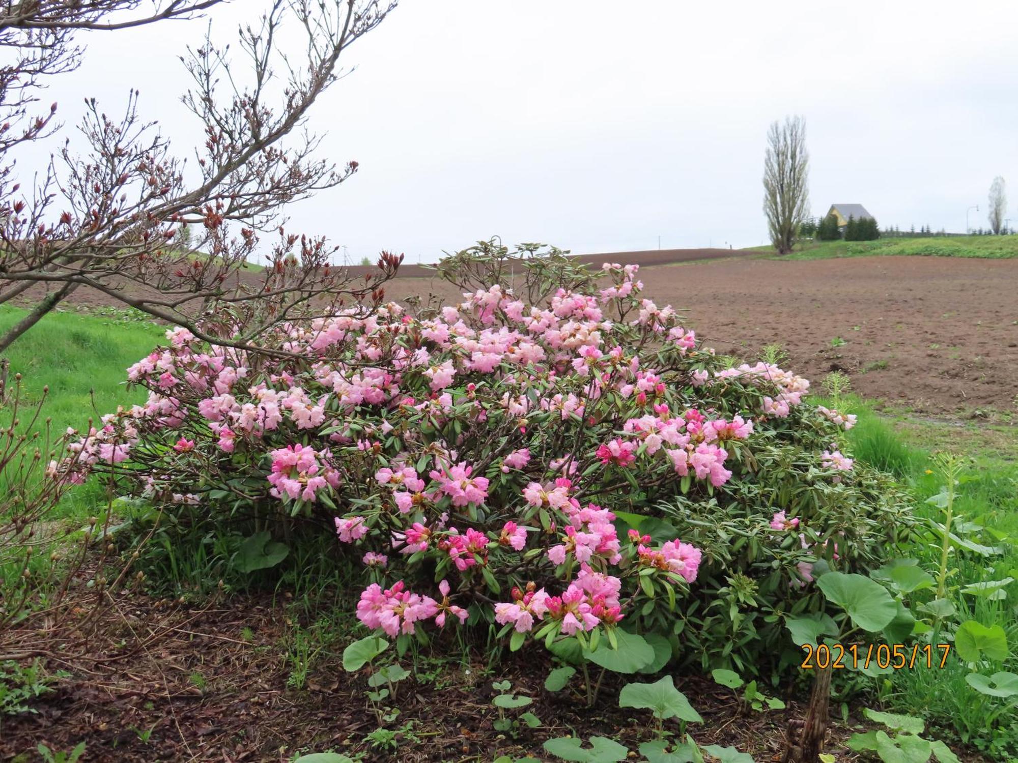 Cottage Clover Biei Bagian luar foto